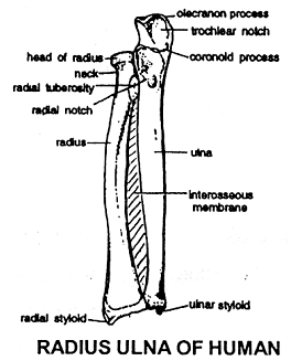 363_radius ulna.png